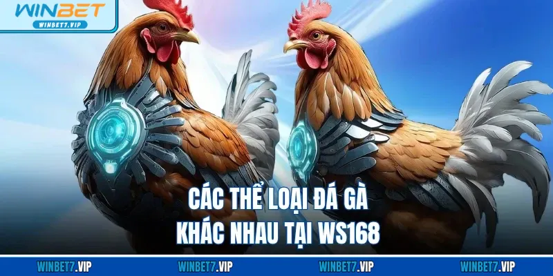 Đá Gà WS168 WINBET - Giải Trí Kịch Tính Đầy Màu Sắc Các thể loại đá gà khác nhau tại WS168